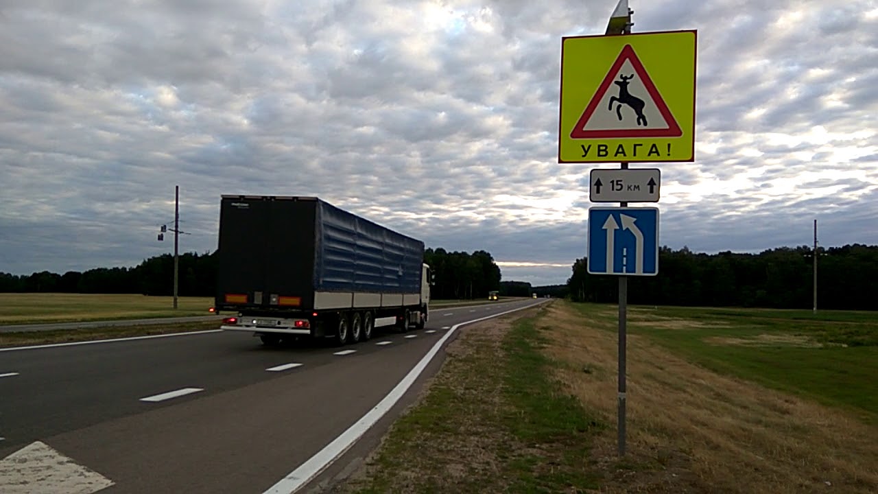 Гродненская трасса М6 вошла в топ самых опасных дорог Беларуси по авариям с животными