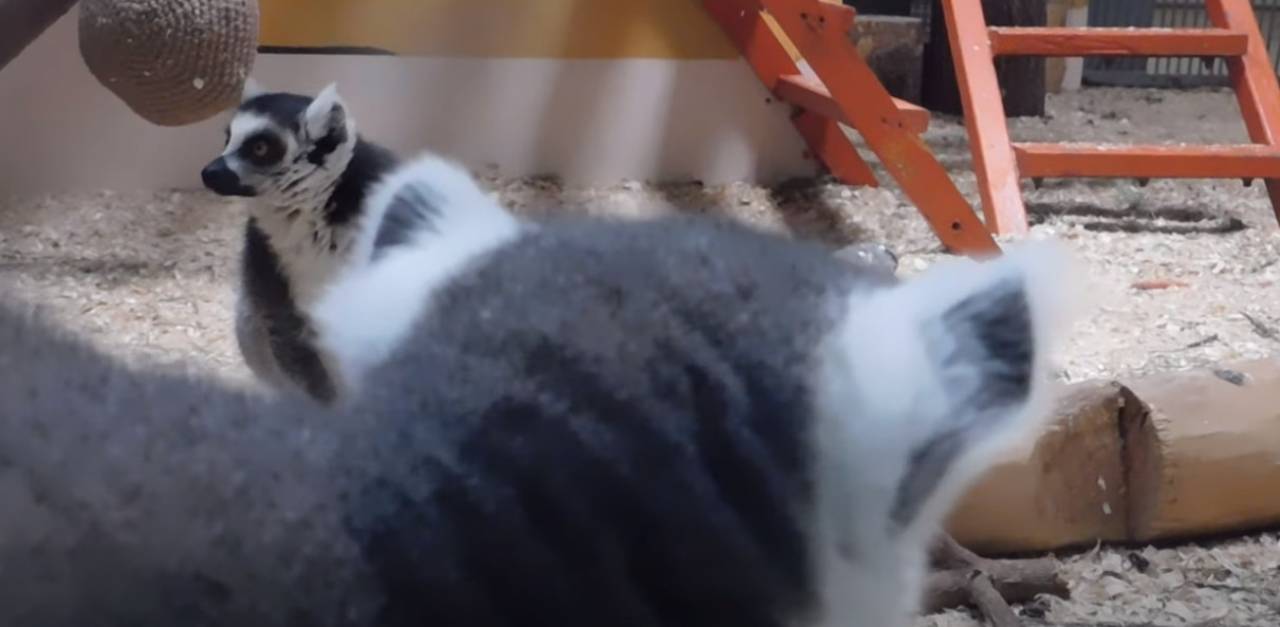 В Гродненском зоопарке спасли лемуров... от зимней хандры