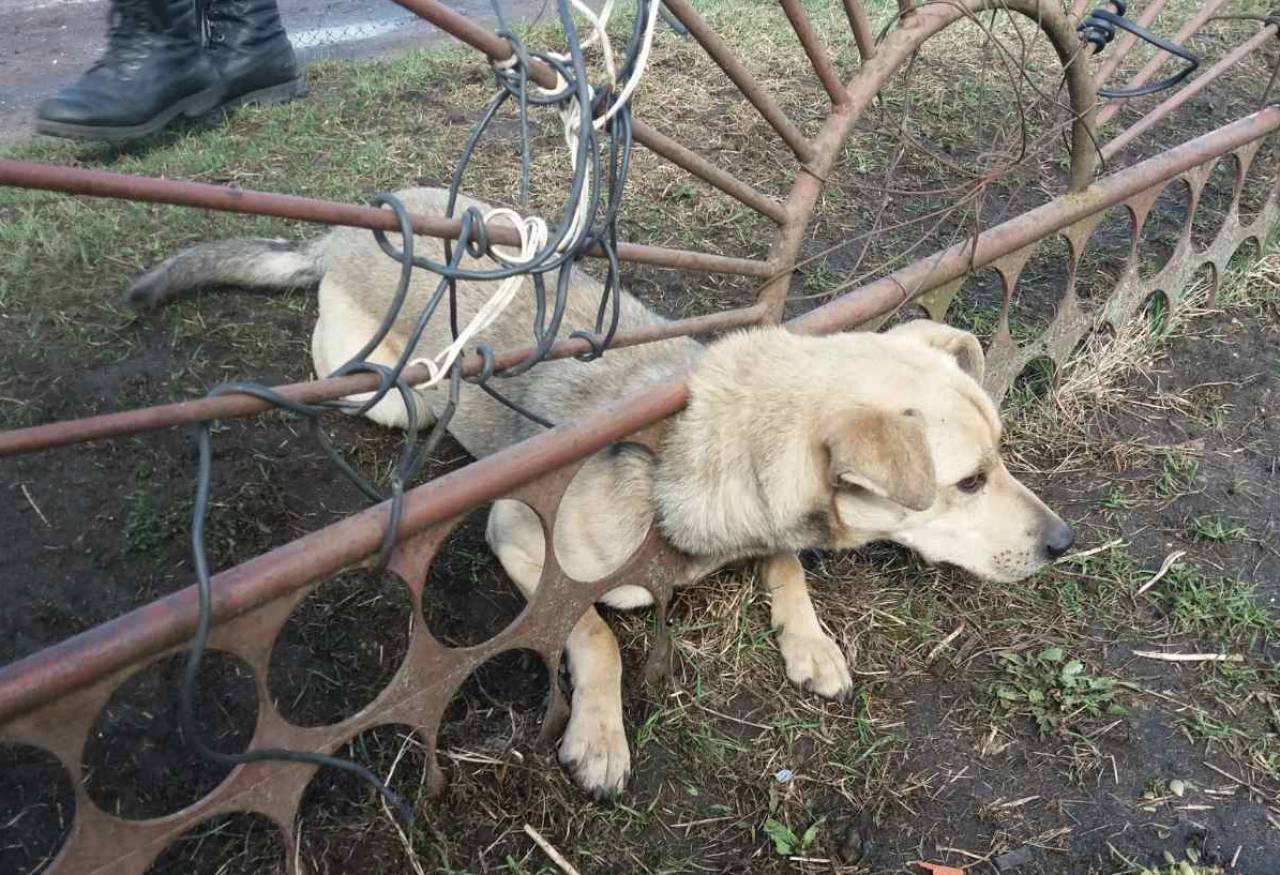 В Волковыске спасатели помогли освободиться застрявшему в металлическом заборе бездомному псу
