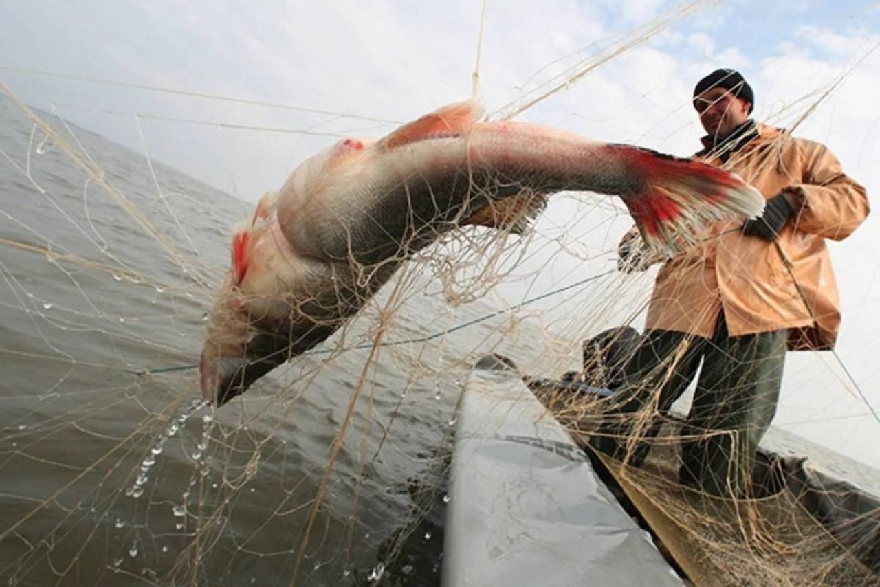 Год лишения свободы и штраф 80 «базовых»: в Лиде осудили рыбаков-браконьеров