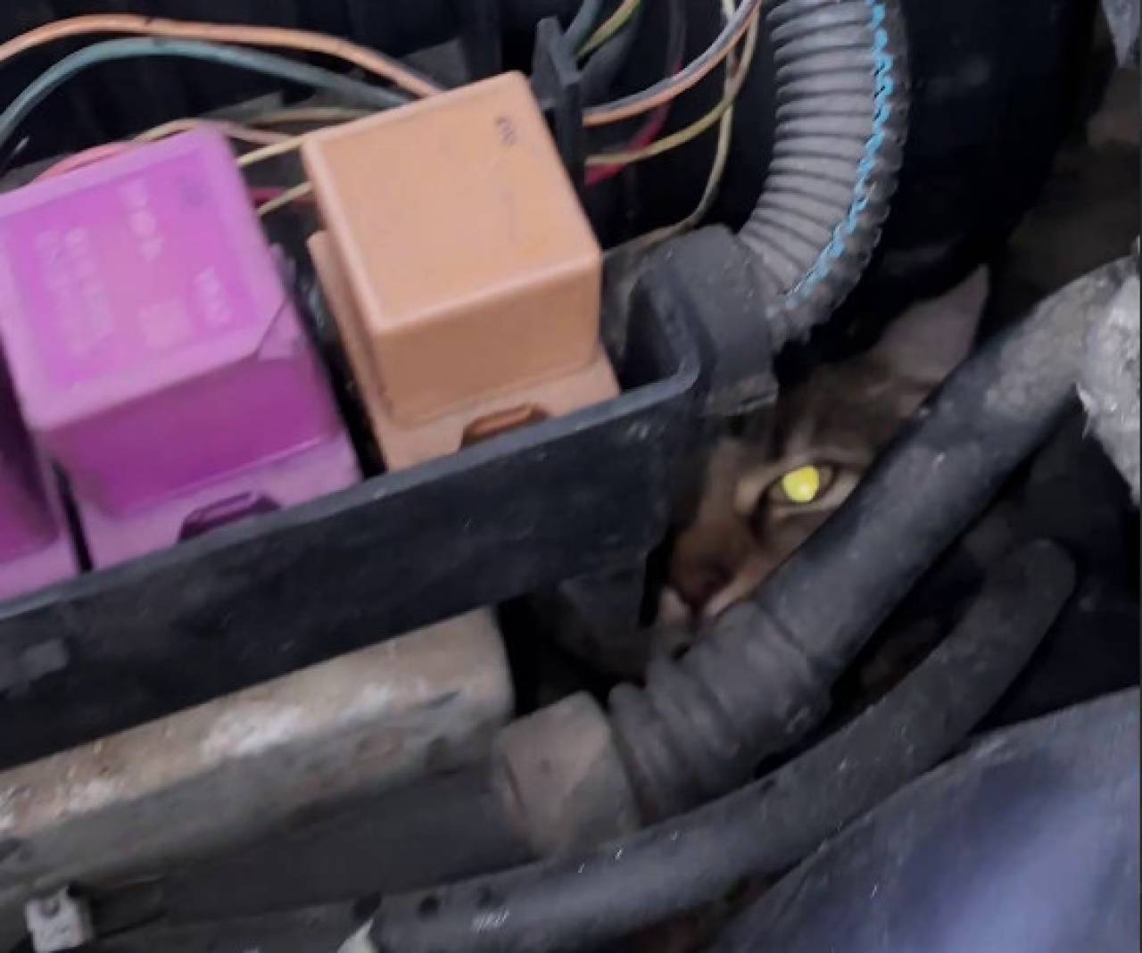 В Скиделе под капотом машины нашли кота, который просидел там больше суток. На помощь пришли спасатели