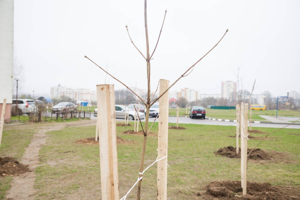 На Вишневце в Гродно высадили 70 молодых кленов