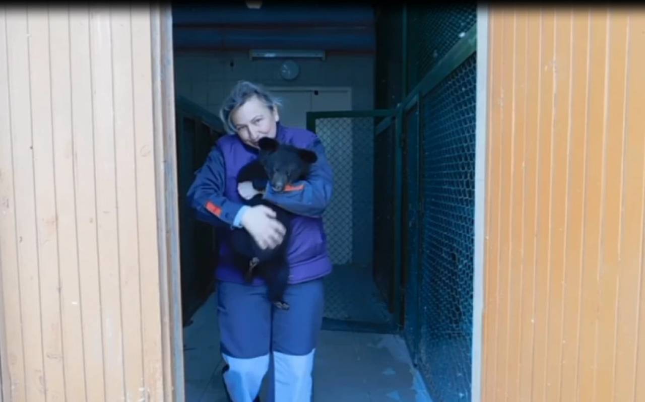 В Гродненском зоопарке неожиданное пополнение — туда «подкинули» двух гималайских медвежат