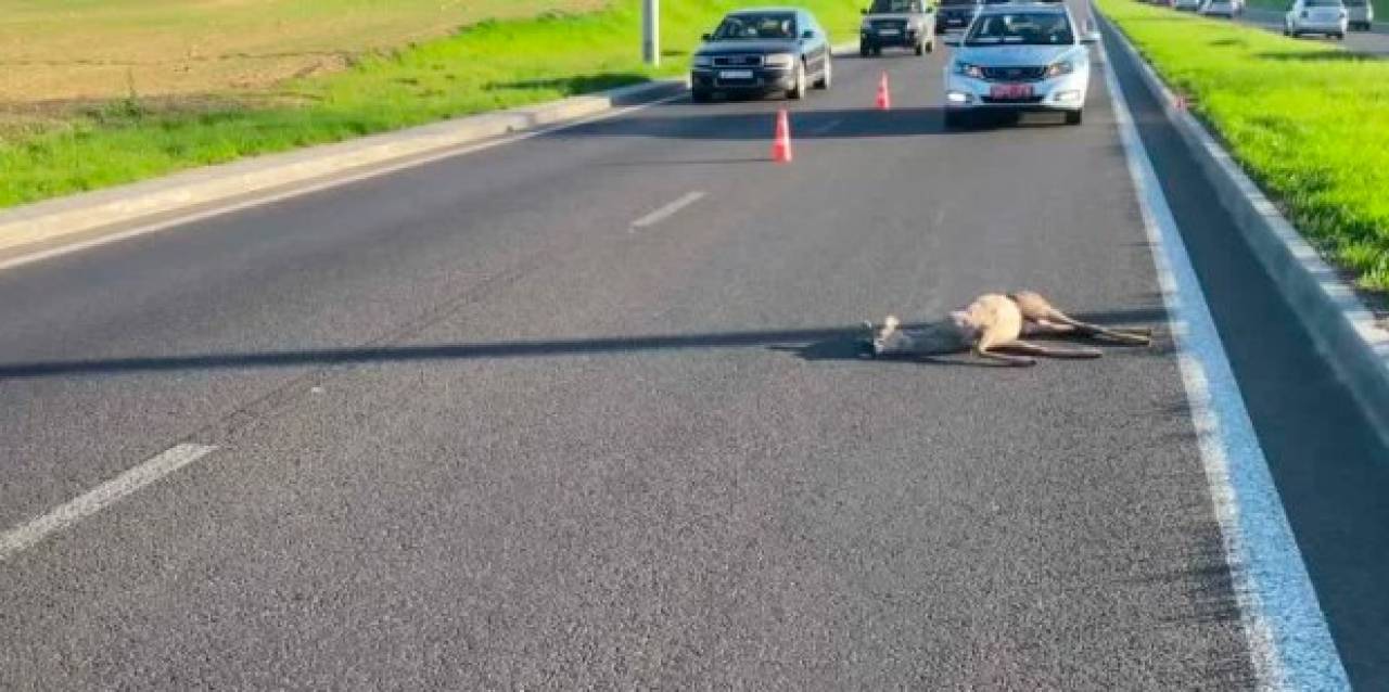 Гродненская трасса М6 остается в топе самых опасных дорог: около тысячи диких животных погибли с начала года на дорогах Беларуси