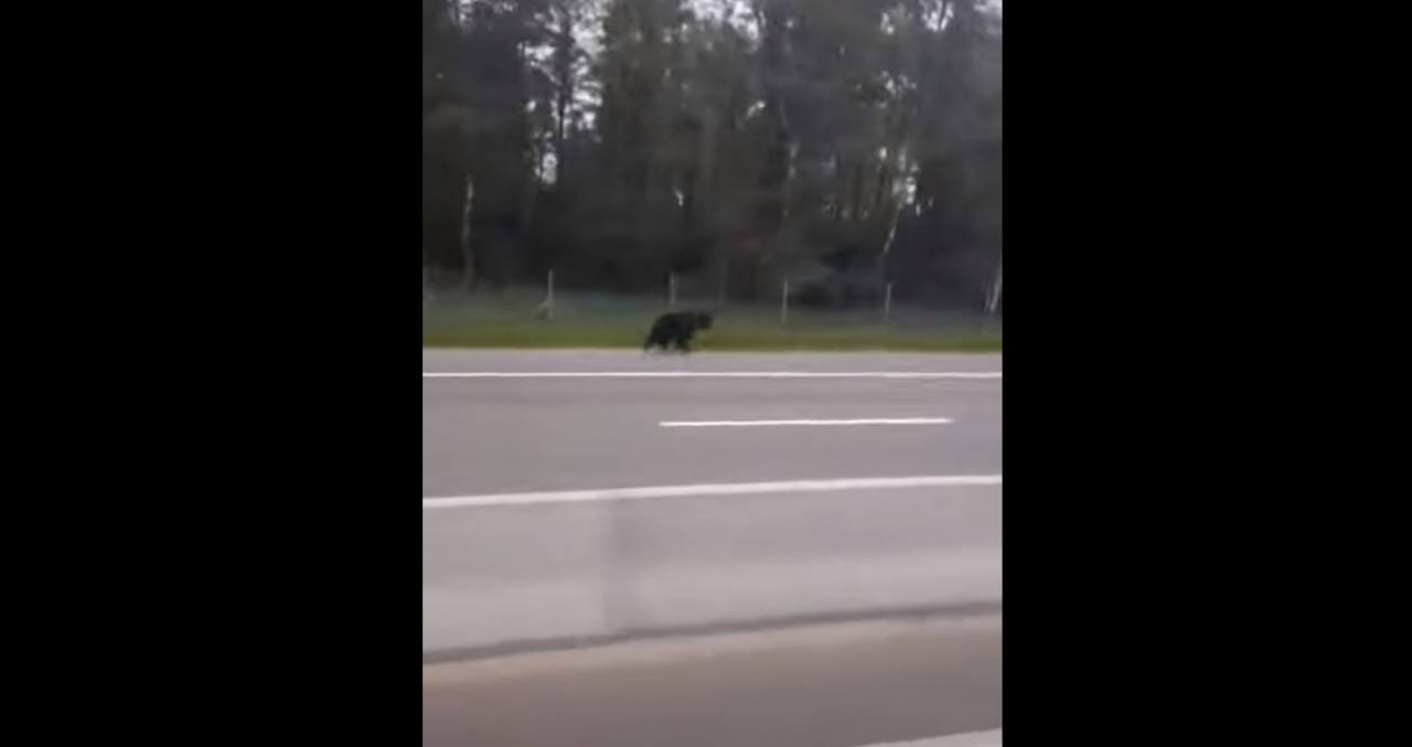 Прямо на трассе М6 под Лидой дальнобойщик встретил медведя. Что было дальше?