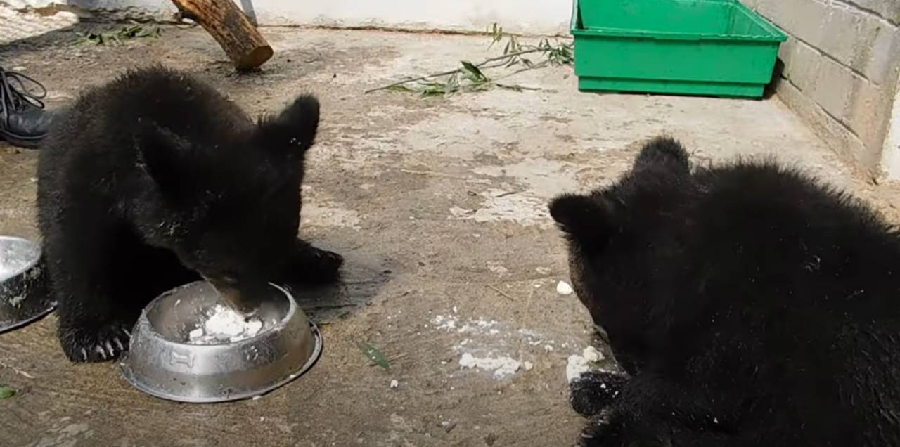 В гродненском зоопарке показали, чем кормят гималайских медвежат Машу и Лешу