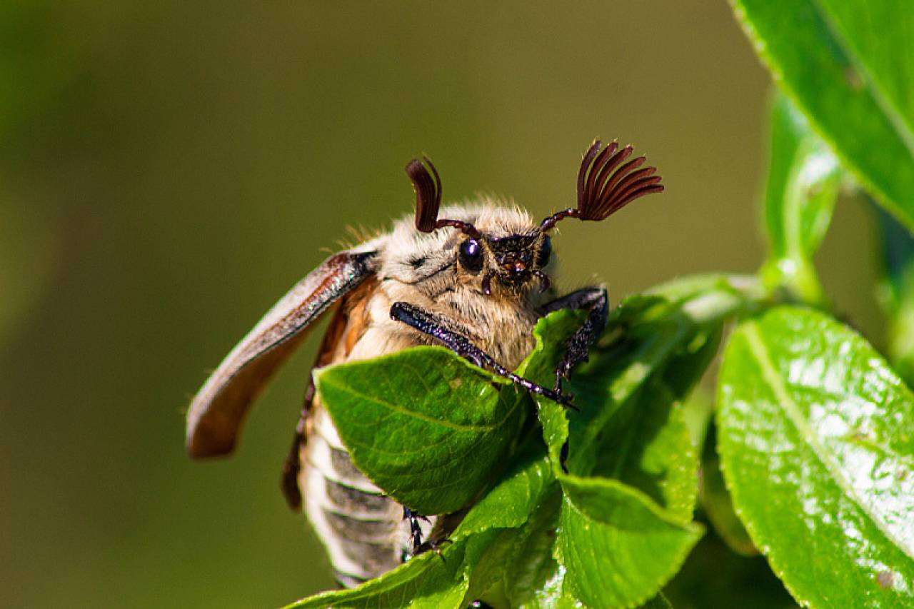 Майские жуки и не только: какую еще живую «экзотику» продают белорусы в сети