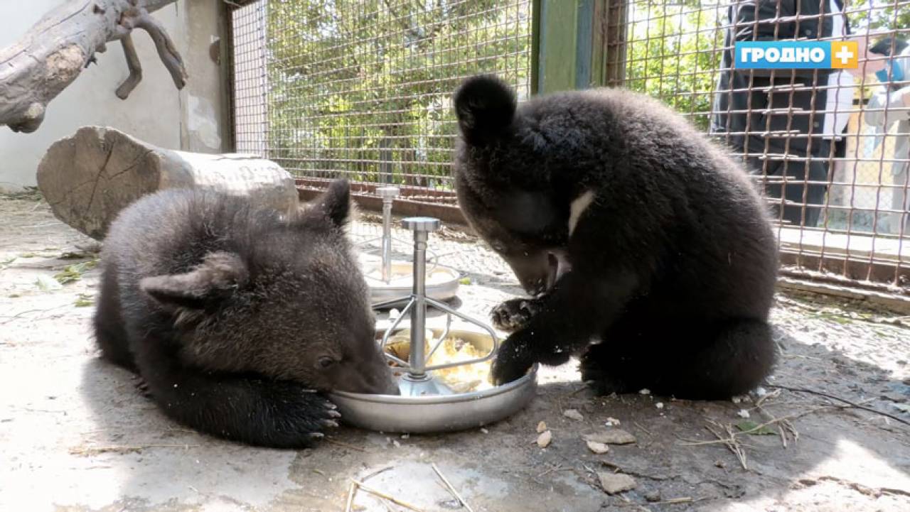 Помните, что в Гродненском зоопарке появилась парочка гималайских медвежат? Теперь их может увидеть каждый
