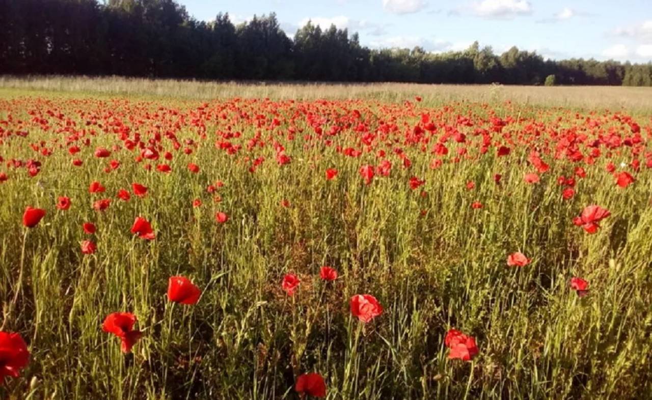 Огромное поле цветущих маков скосили в Гродненской области