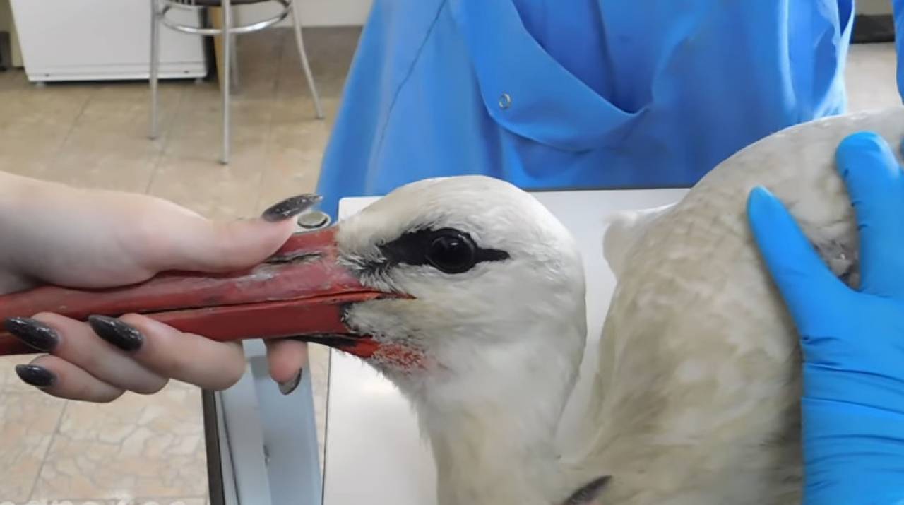 Пришлось ампутировать крыло: в Гродненском зоопарке спасли жизнь раненому аисту