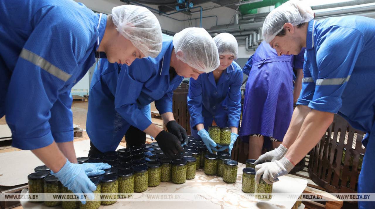 Репортаж: как заготавливают зеленый горошек на Гродненском консервном заводе