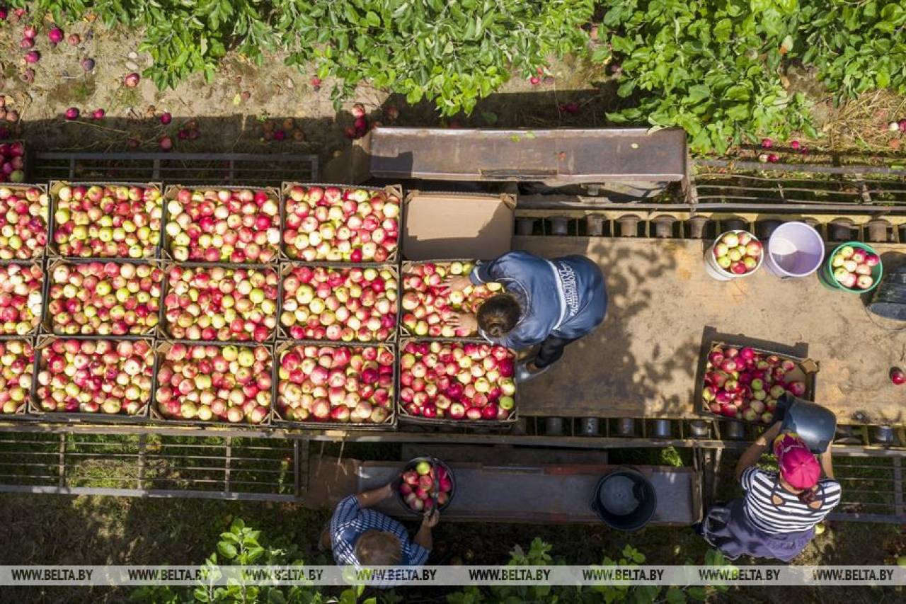 Фоторепортаж: как собирают урожай ранних яблок под Щучином