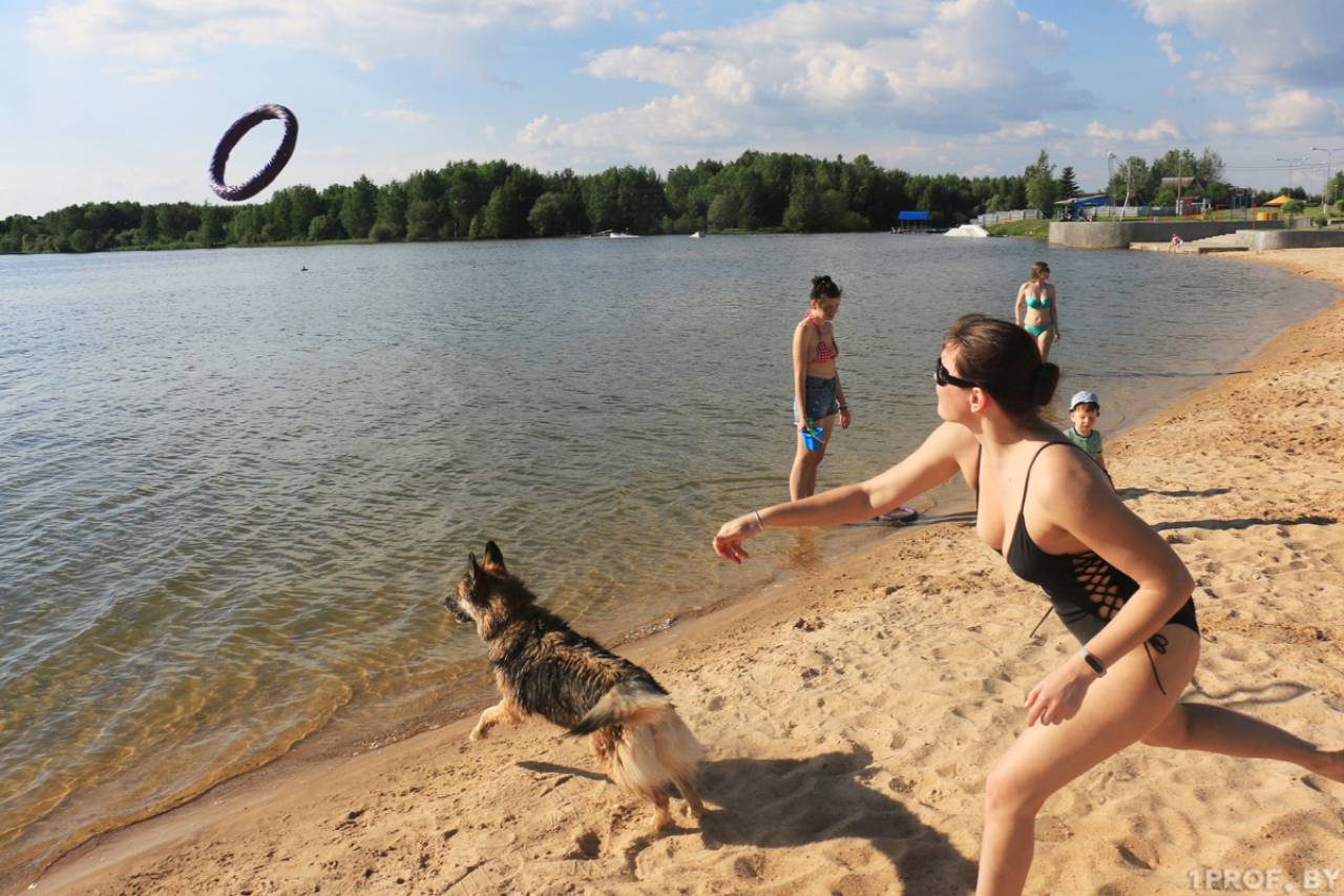 Можно ли плавать на пляже с собакой? Что говорит закон