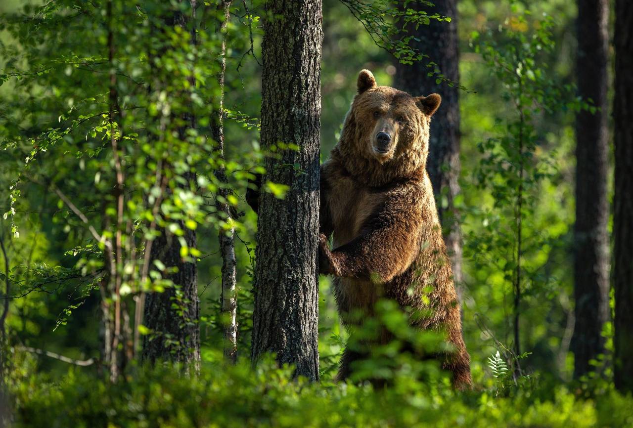 Председатель БООР настаивает на разрешении охоты на медведя: новую редакцию Красной книги готовят в Беларуси