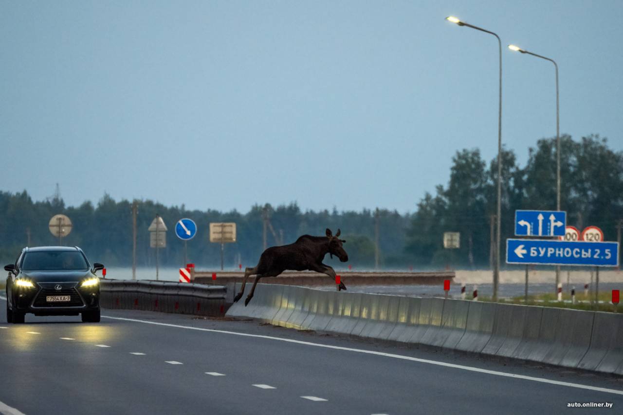 Гродненская ГАИ назвала самую опасную дорогу региона, на которой чаще всего происходят аварии с дикими животными