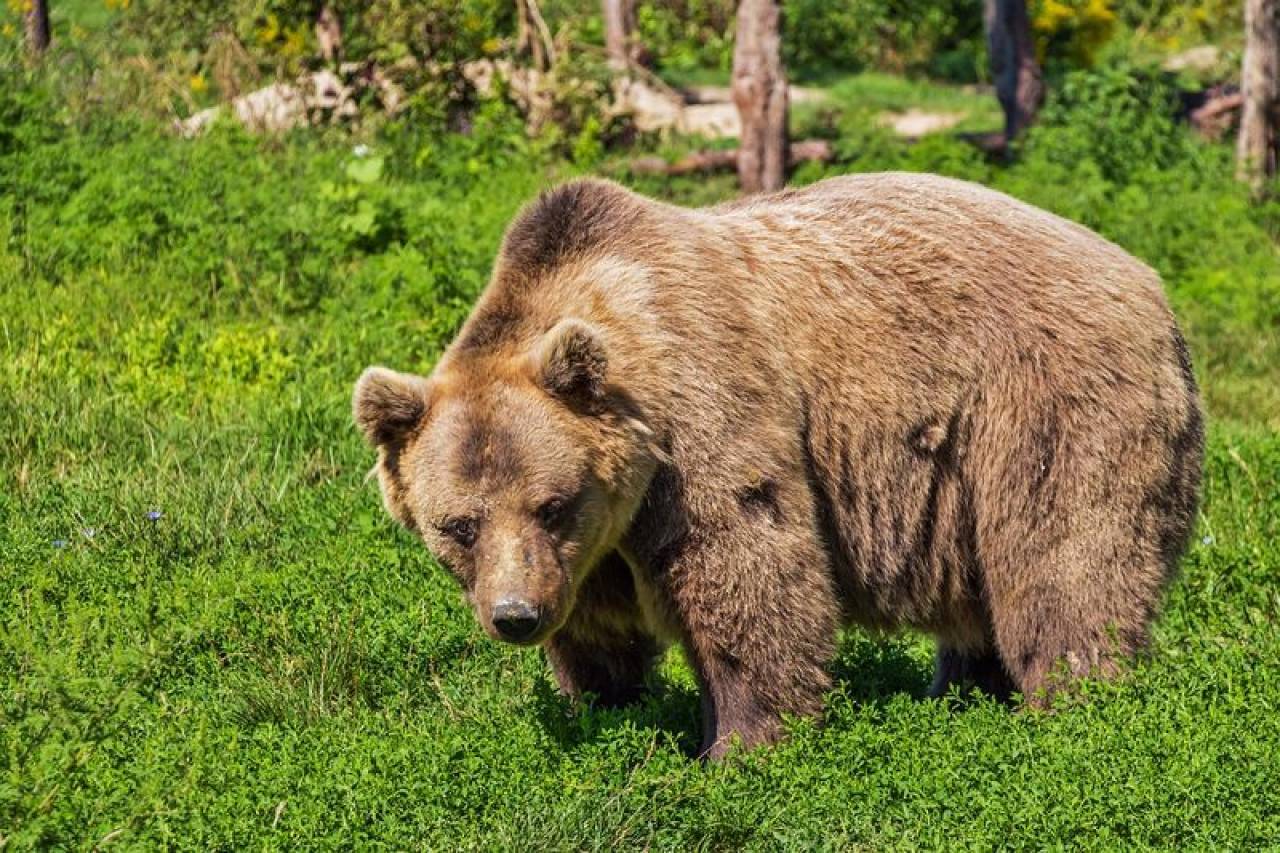 «Убегать от медведя — плохая идея». Эксперты рассказали, как вести себя при встрече с дикими животными