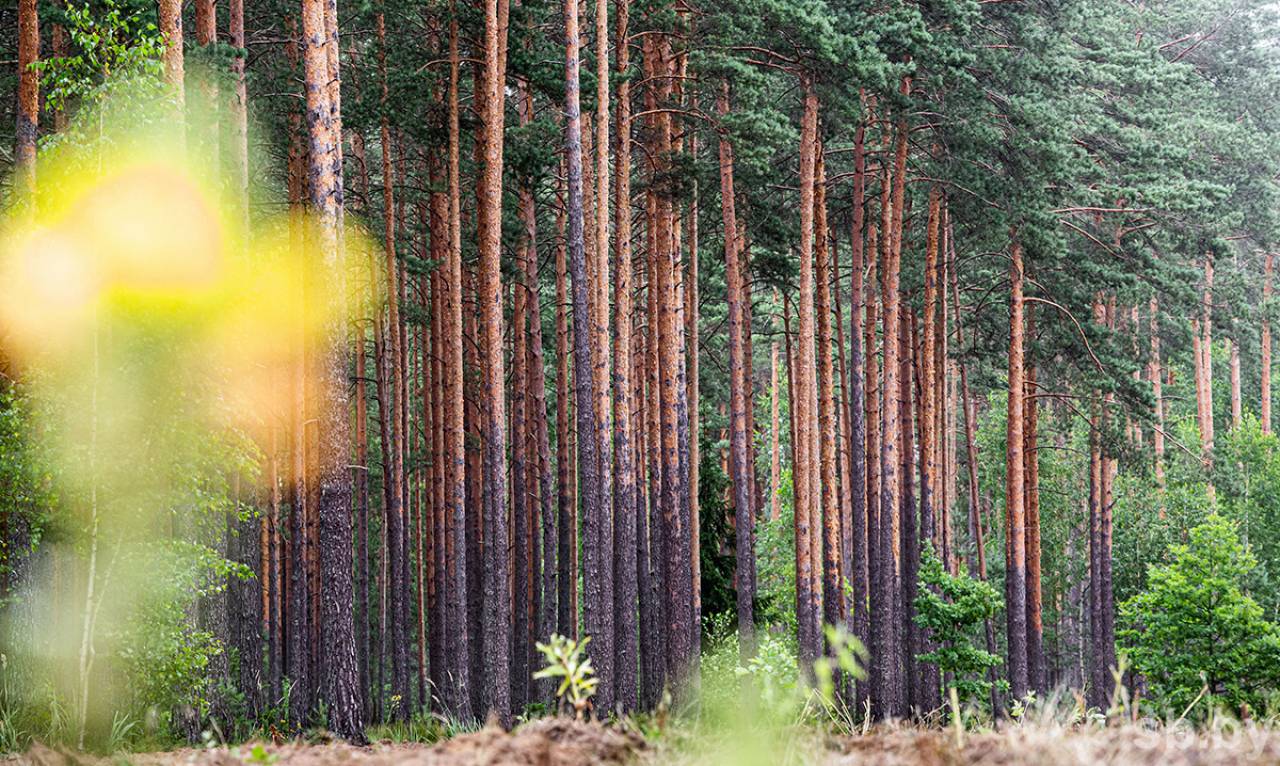 Со следующего года белорусам разрешат бесплатно выкапывать деревья и кусты в лесу. Правда, нужно будет пройти непростую процедуру согласования