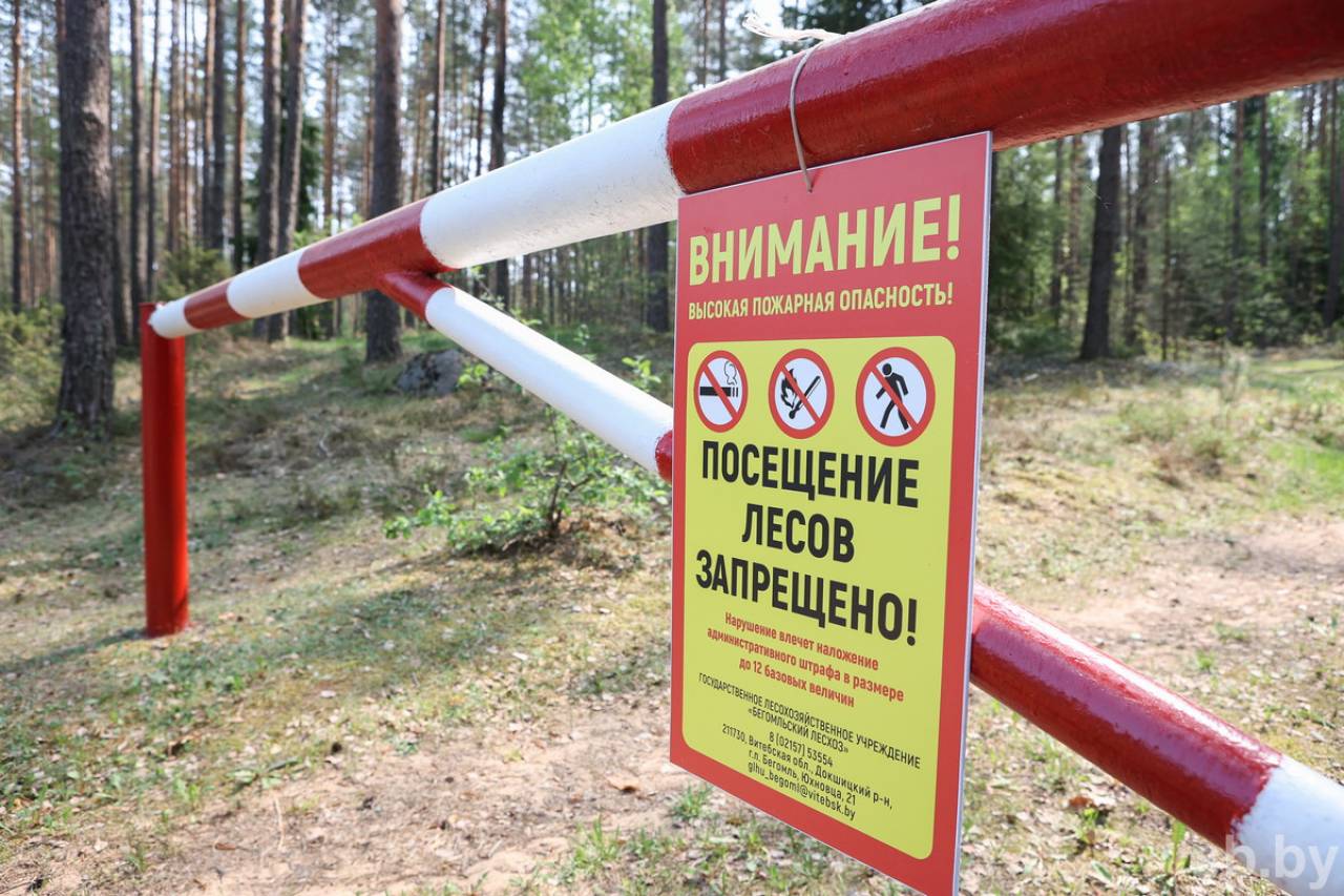 Больше всего запретов на посещение лесов сегодня зафиксировано в Гродненской области