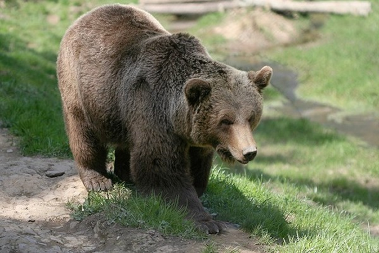 Предлагают бить в нос, если не удалось избежать близкого контакта: медведей стало так много, что природоохрана Беларуси разработала памятку на случай встречи с ними
