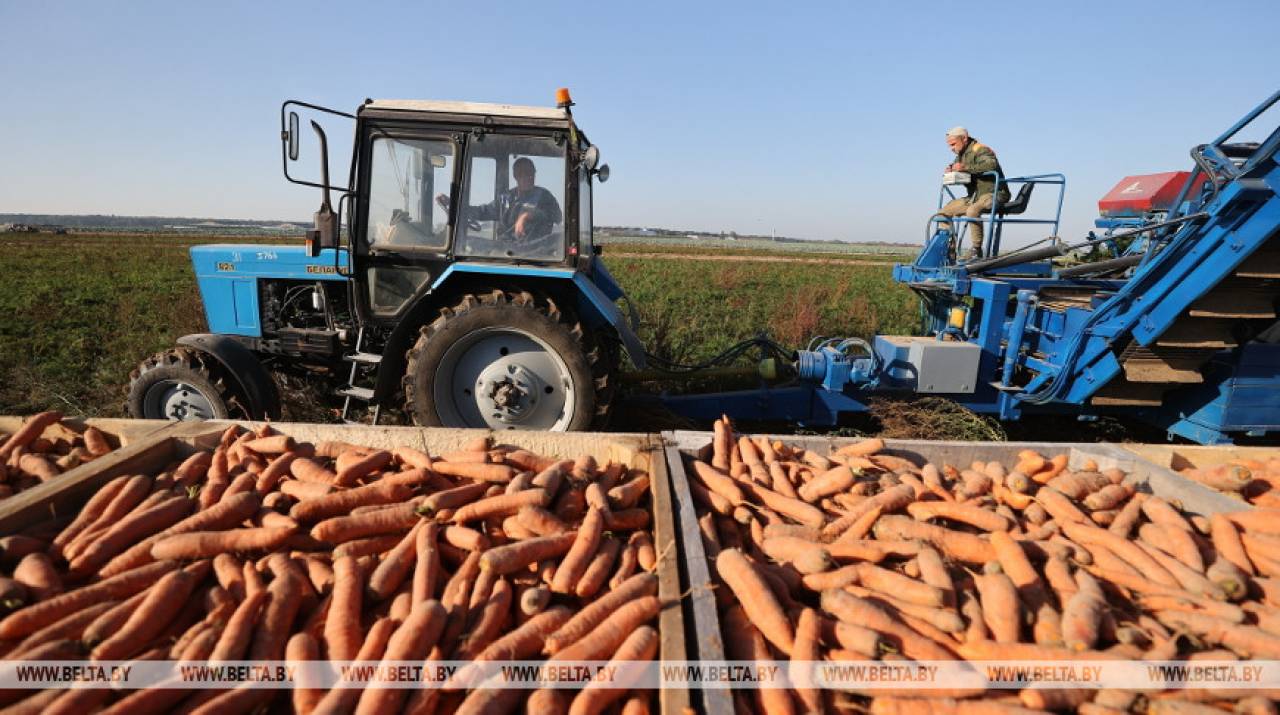 Этот как маленький завод по производству моркови: смотрите, как в одном из СПК недалеко от Гродно с полей убирают урожай