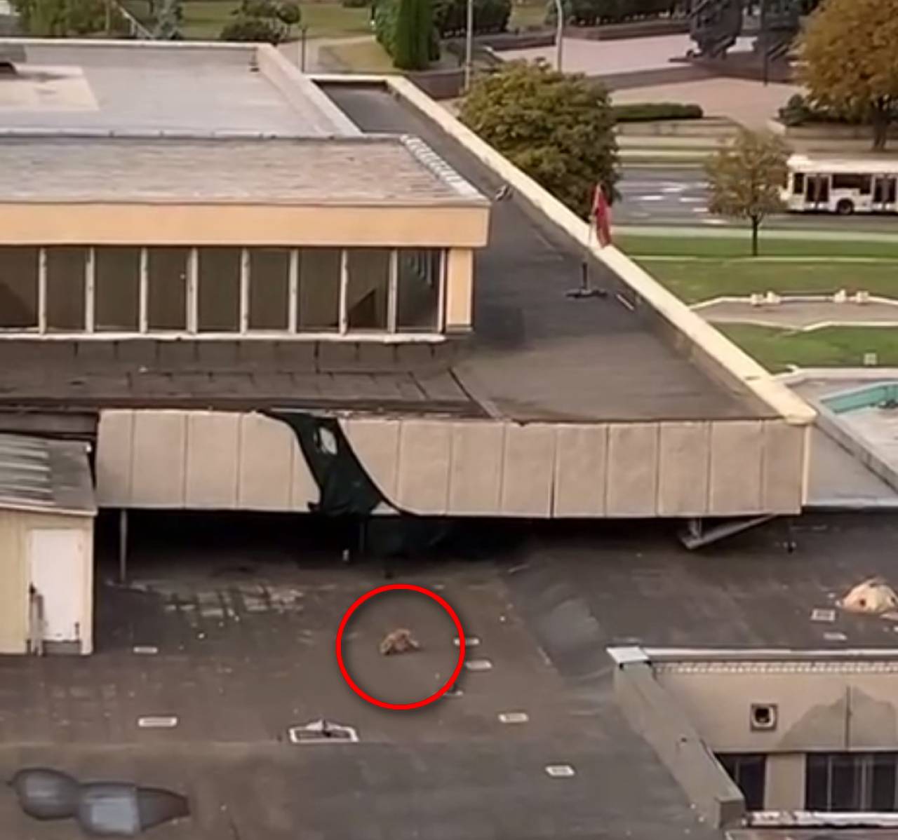 В TikTok завирусилось необычное видео — лиса на крыше гродненского кинотеатра