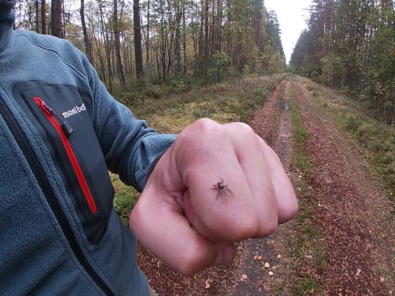 В гродненских лесах проснулись лосиные мухи. Их укус может вызвать сильную аллергическую реакцию