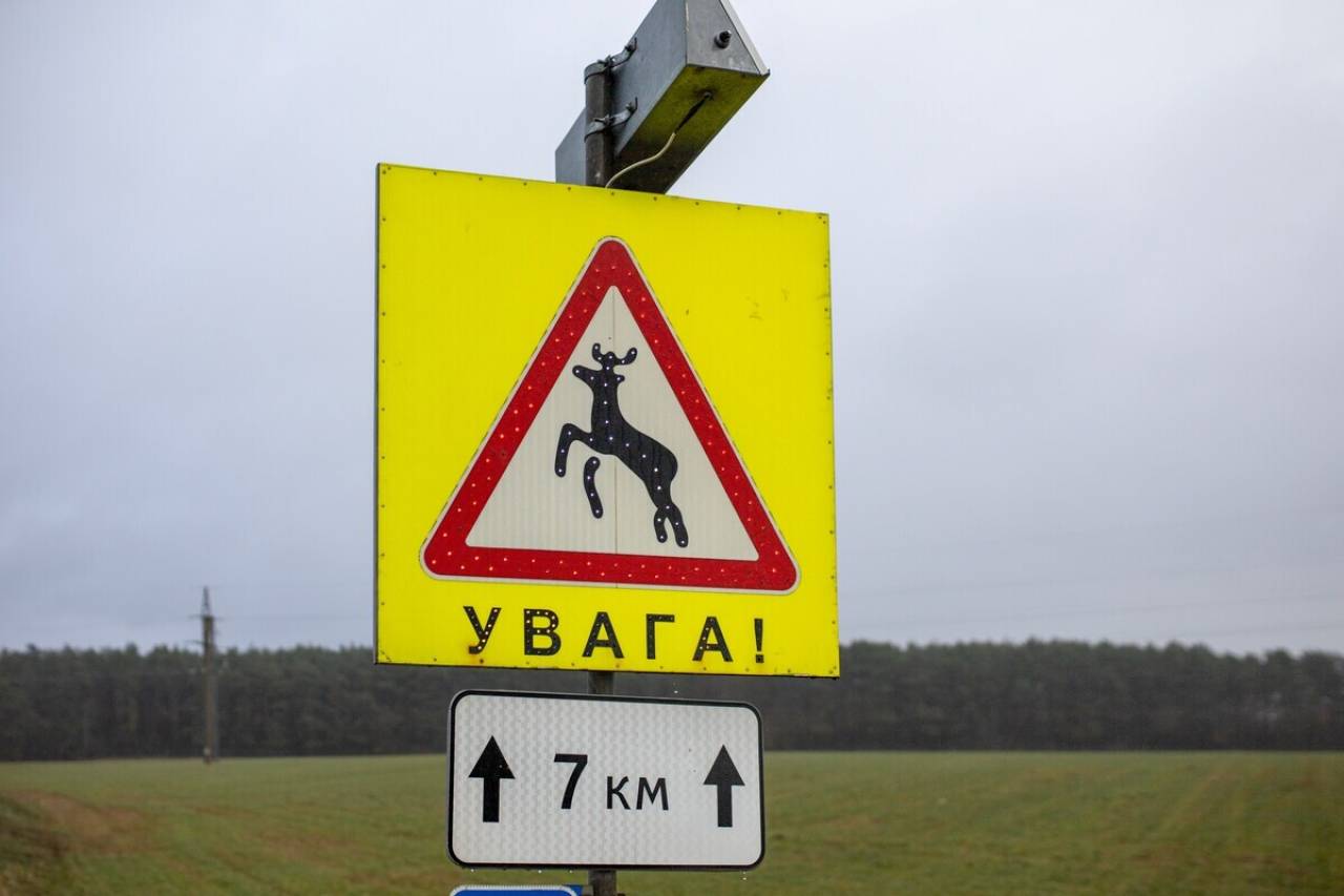 В Беларуси могут появиться табло, предупреждающие о выходе животных на трассу: только в Гродненской области в этом году уже зафиксировано 458 ДТП с ними