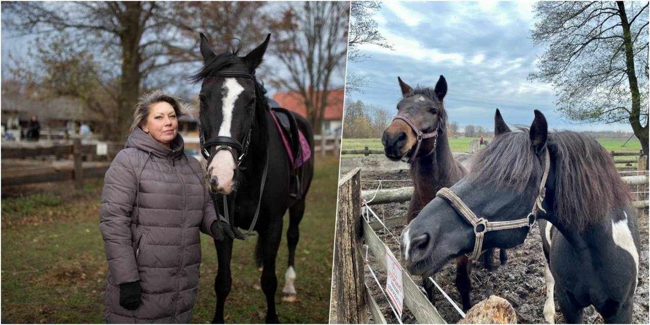 «Первый раз села на коня в 35 лет». Гродненка собрала вокруг себя табун лошадей и счастлива