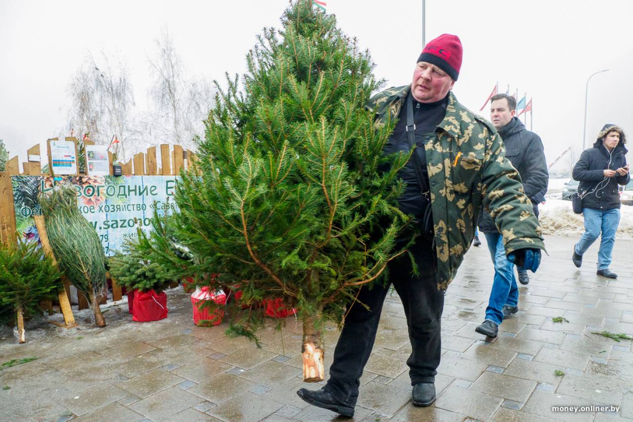В Гродно начинается продажа новогодних елок: где их можно купить
