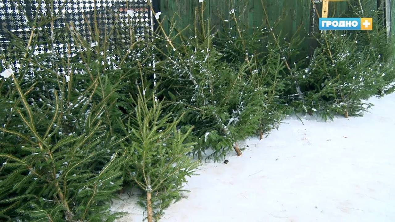 Белорусские лесхозы установили рекорд по продаже новогодних деревьев. Вы удивитесь, но больше всего ёлок продали в Гродненской области