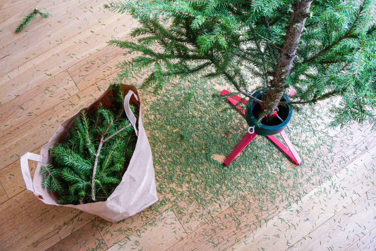 В Гродненском ЖКХ рассказали, когда и куда можно выбросить новогодние елки