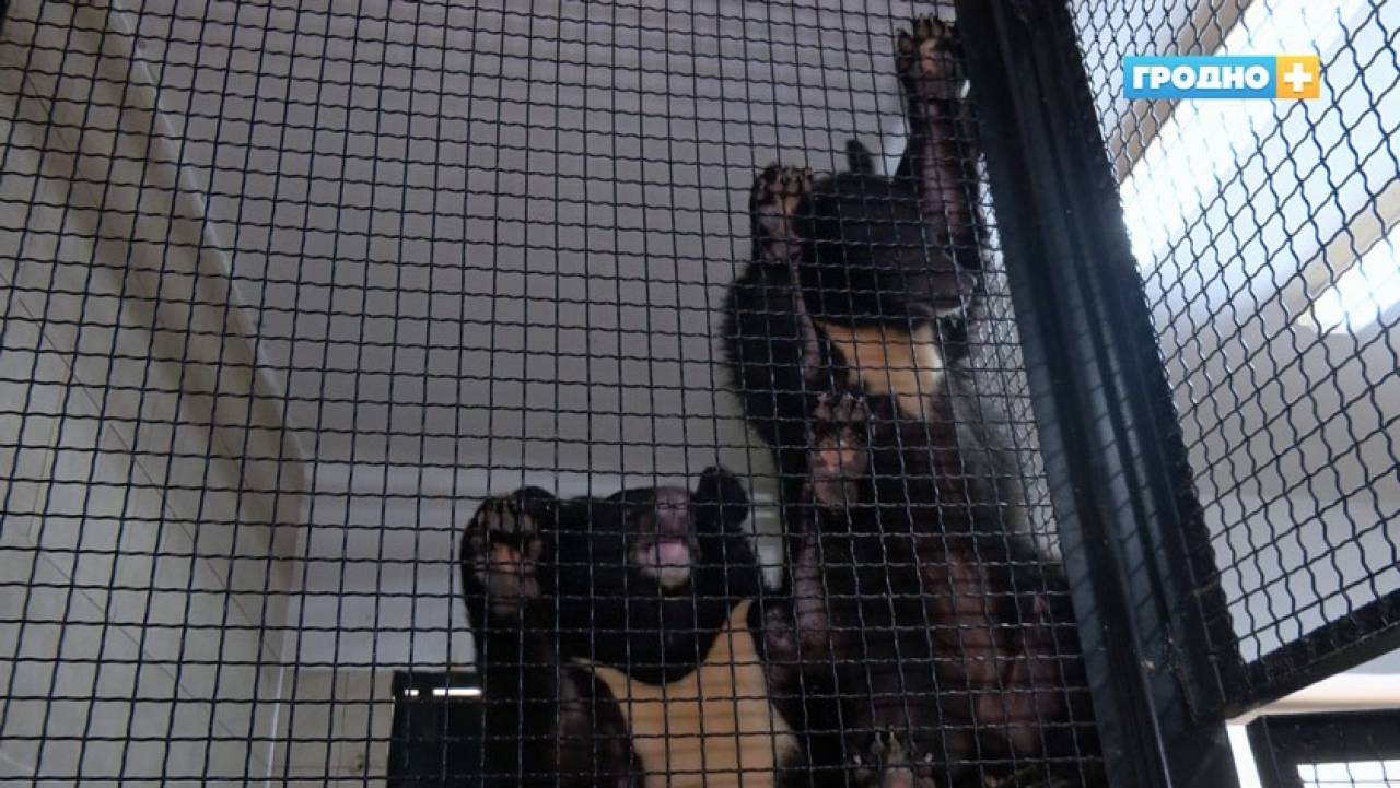 Медвежата Маша и Лёша из гродненского зоопарка празднуют свой первый День рождения