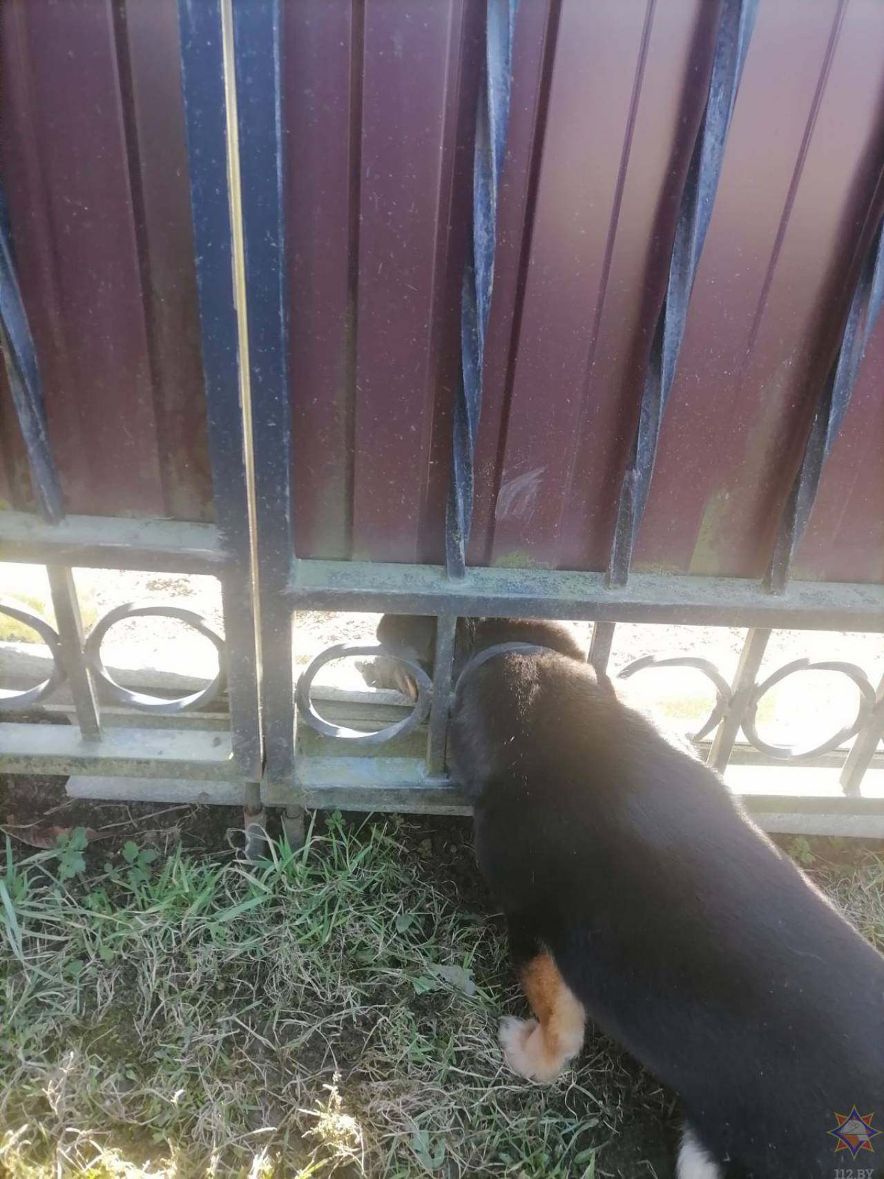 В Волковыске спасатели вызволили застрявшего в заборе щенка