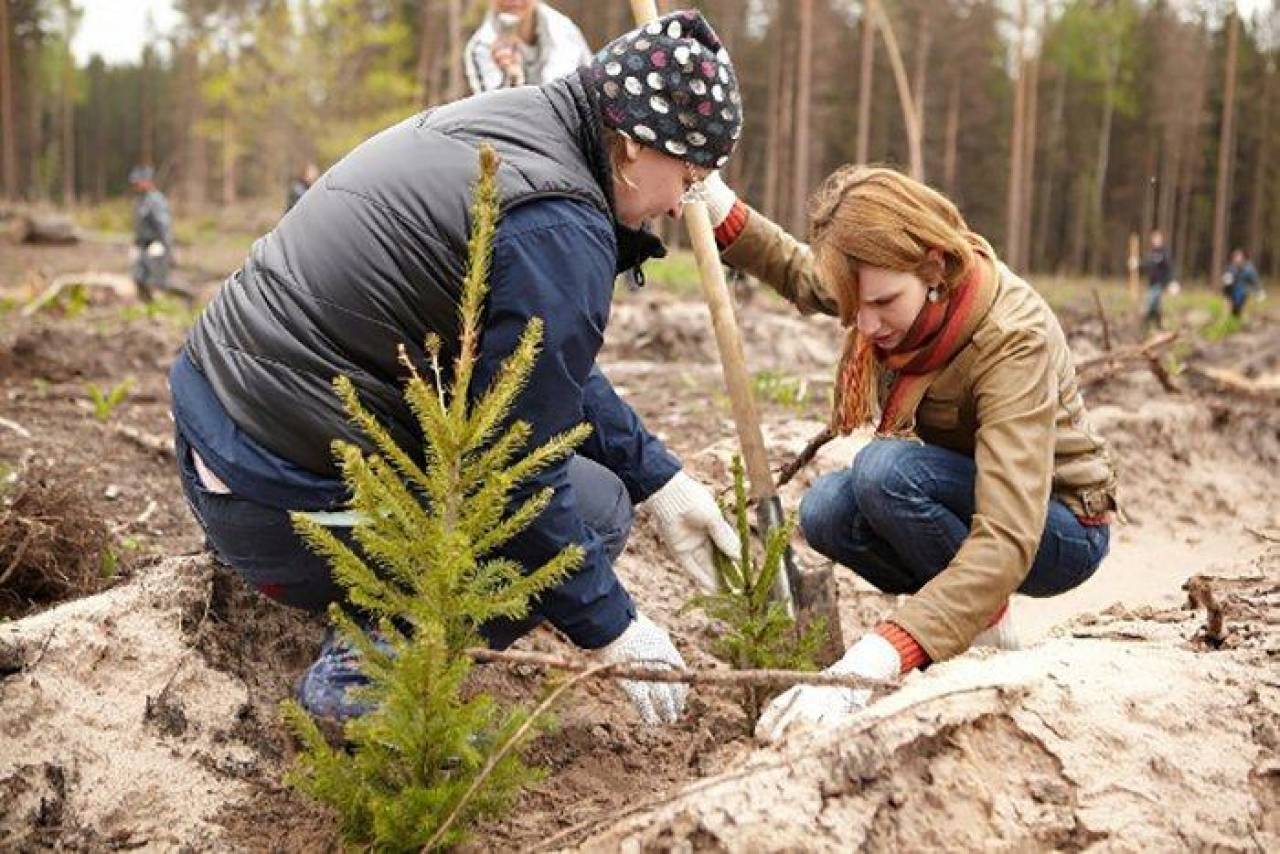 Более 2,3 тыс. га нового леса планируют посадить весной в Гродненской области