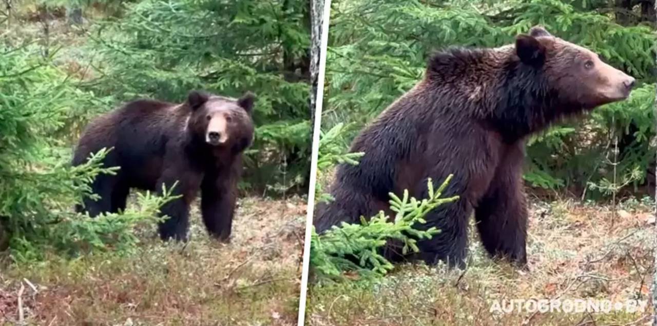 На трассе М6 между Ивье и Щучином на видео сняли настоящего медведя