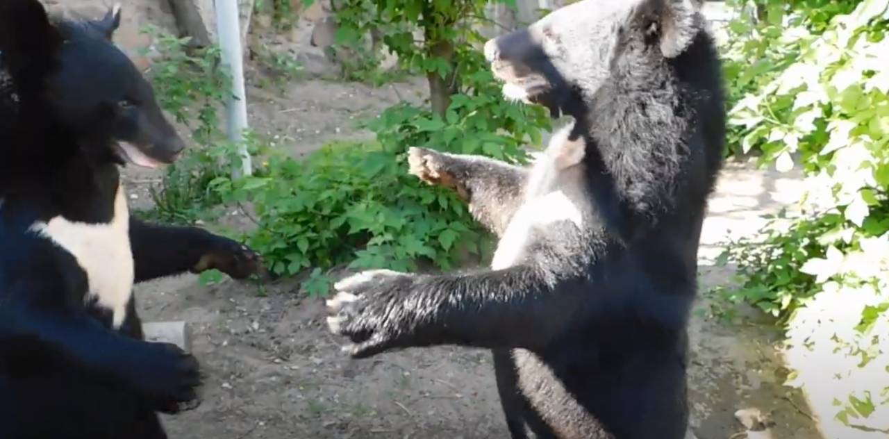 В Гродненском зоопарке переселили гималайских медвежат: выросли