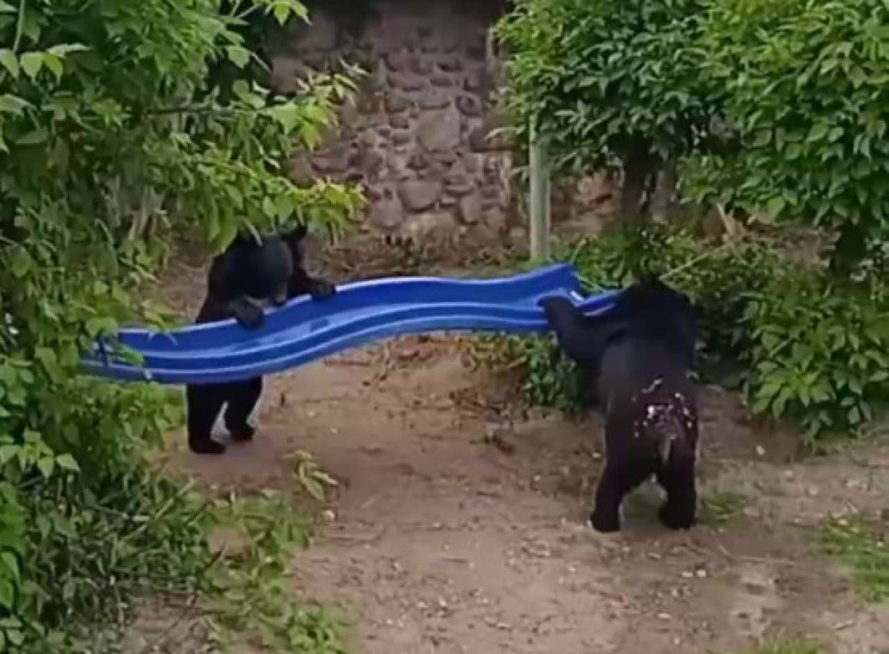 В Гродненском зоопарке от медвежат пришлось спасать новый вольер. Что там происходит?
