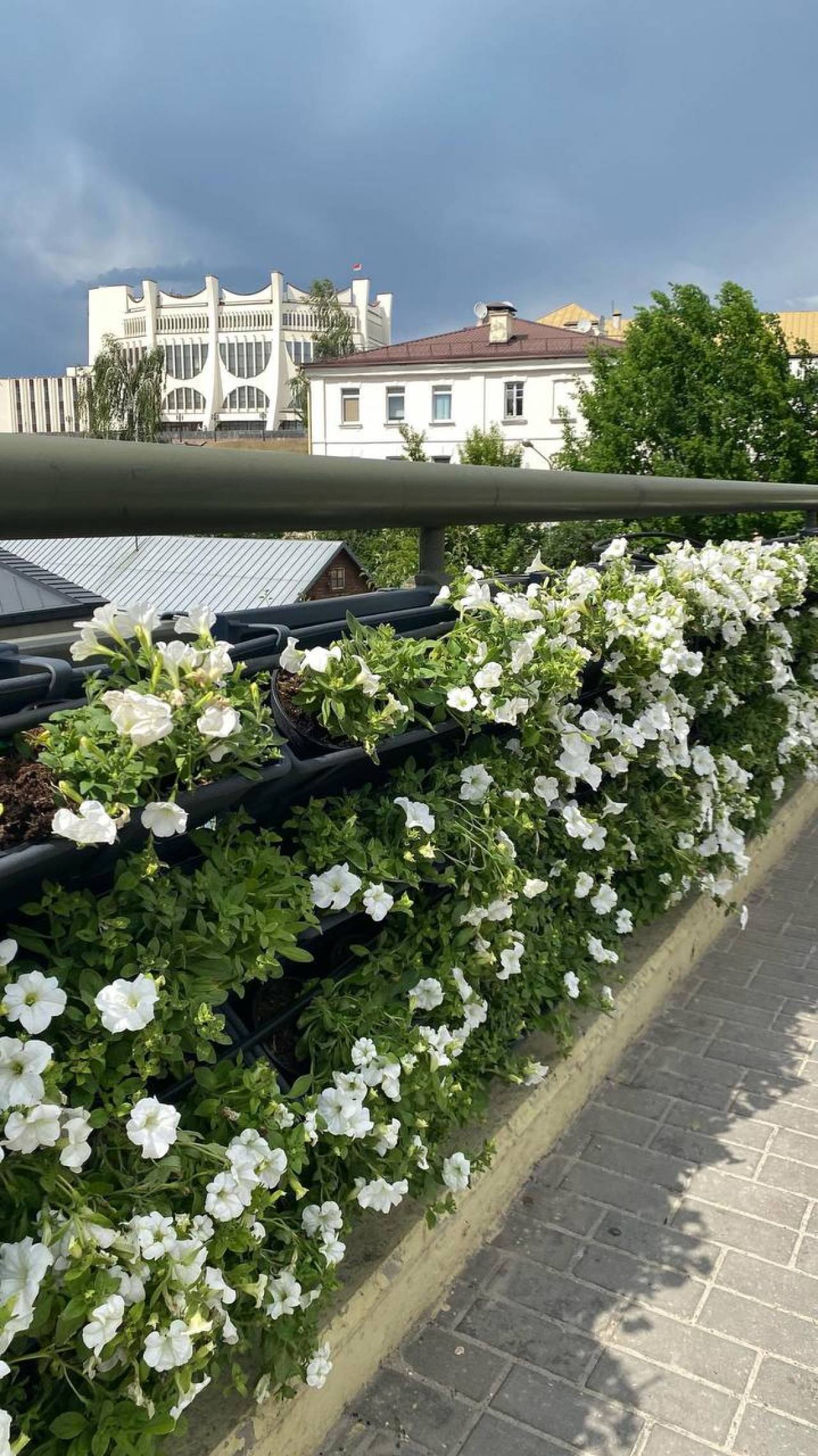 Перила Старого моста в центре Гродно превратили в настоящие живые изгороди из цветов