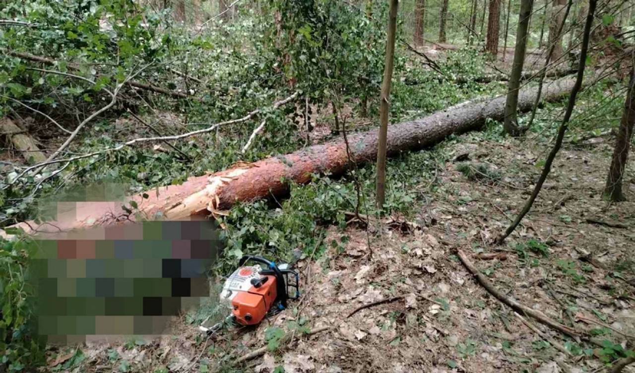 Под Свислочью мужчина валил лес в наушниках и не услышал, как на него падает дерево: погиб на месте
