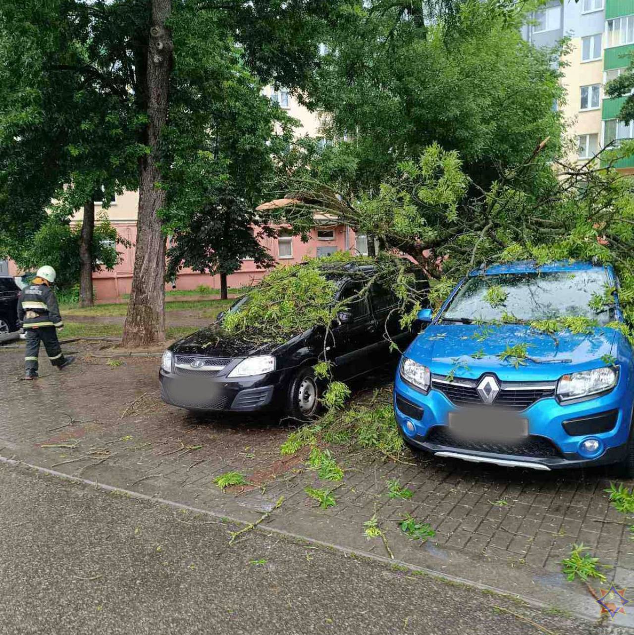 Утром в центре Гродно деревья рухнули на припаркованные машины