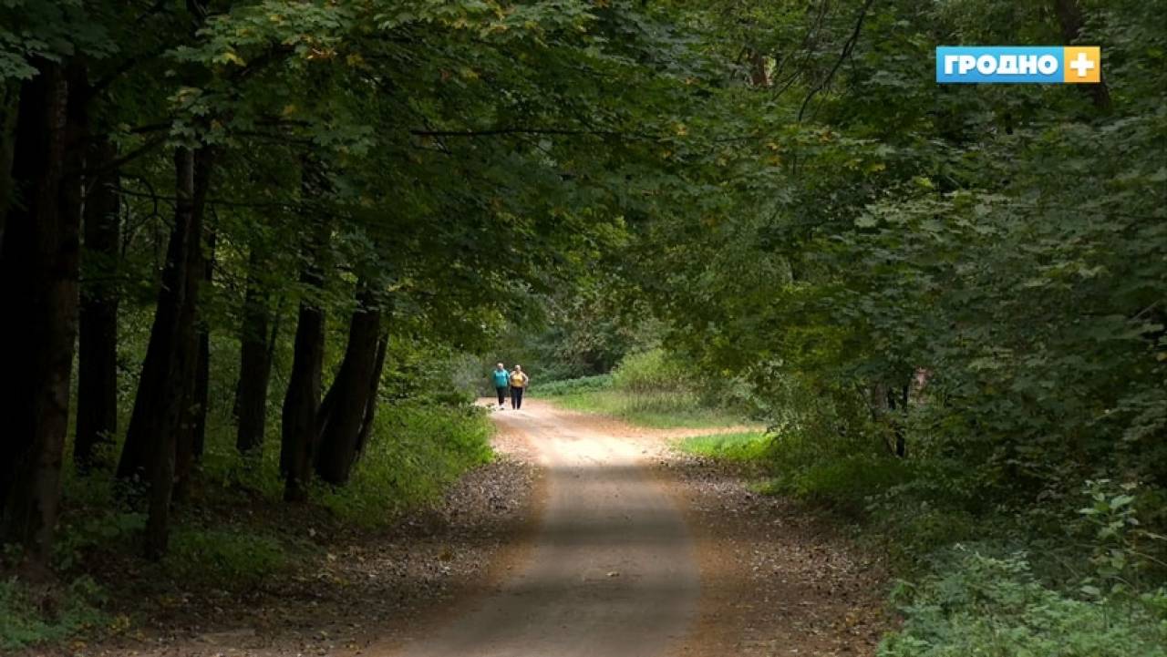 Гродненские спасатели шесть раз в этом году помогли потерявшемся в лесу