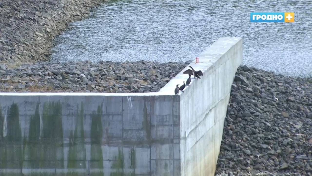 Морская птица-хищник поселилась на Немане под Гродно: за год помет этого вида полностью уничтожает почвенный покров и растительность