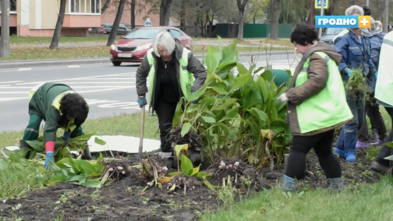 Миллион цветов появится на улицах Гродно в следующем году: пока же город готовят к зиме