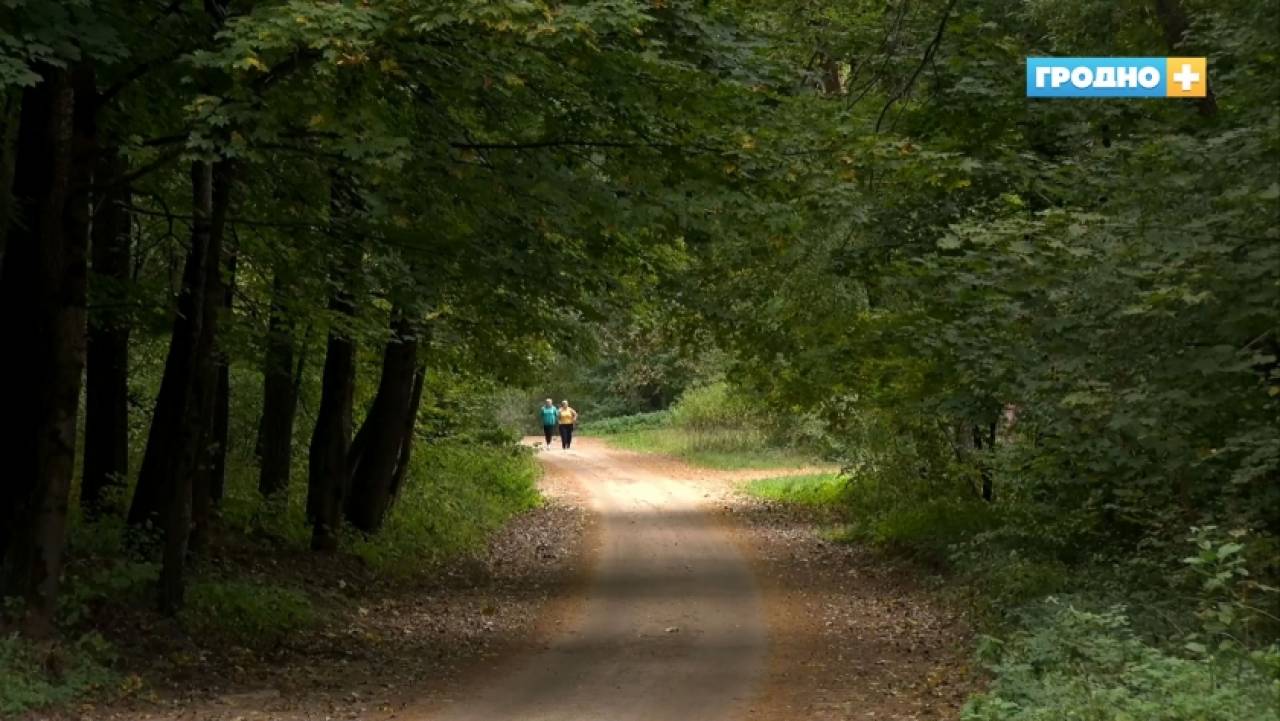 Более двух десятков людей потерялись в гродненских лесах в этом году