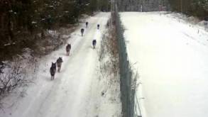 Литовско-белорусскую границу начали «патрулировать» волки