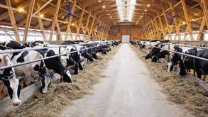 Начальник молочно-товарного комплекса в Гродненской области подозревается в краже коров