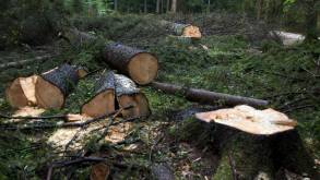 ИП из Гродно должен был помочь в уборке угрожающих ЛЭП деревьев, но срубил чуть больше. В итоге попал на «химию» и деньги