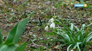 В конце марта в Гродно выпал снег и сразу растаял: в страну придет похолодание