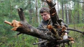 Жителям Польши разрешили собирать в лесу хворост