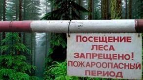 Из-за жары на всей территории Гродненской области ограничили посещение лесов